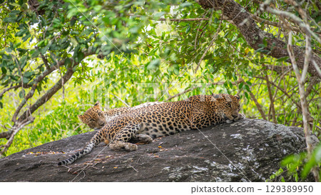 Two leopards are lying resting side by side on a rock at Yala National Park, Sri Lanka. Two leopards are lying resting side by side on a rock at Yala National Park, Sri Lanka. 129389950