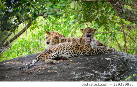 Two leopards rest on a rock at Yala National Park, Sri Lanka. One leopard yawns while the other looks away into the forest Two leopards rest on a rock at Yala National Park, Sri Lanka. One leopard yawns while the other looks away into the forest 129389953