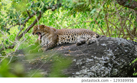 Two leopards rest on a rock at Yala National Park, Sri Lanka. One leopard yawns while the other sleeps. Two leopards rest on a rock at Yala National Park, Sri Lanka. One leopard yawns while the other sleeps. 129389956