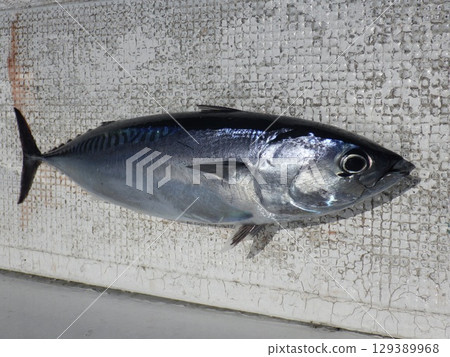 我釣到了曹達男 129389968