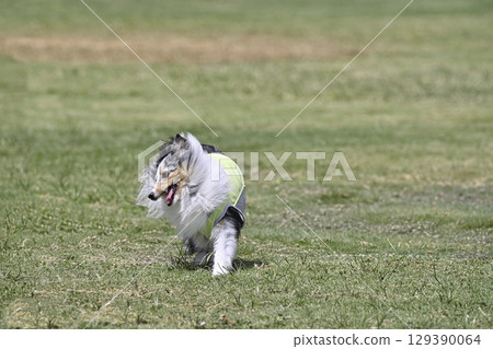 喜樂蒂牧羊犬在狗舍裡玩耍 129390064