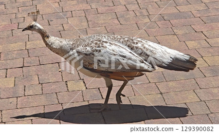 Peahen walking on a sunlit brick pavement with her feathers displaying a mix of soft browns and whites. The image represents grace, wildlife, and the beauty of exotic birds 129390082