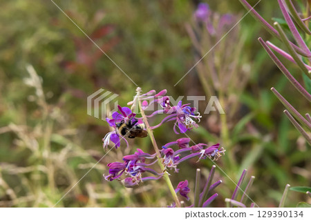 Beautiful wildflowers 129390134