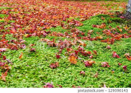大原三千院 雄威庭園:落葉與青苔交相輝映的美景(京都府京都市左京區) 大原三千院 雄威庭園:落葉與青苔交相輝映的美景(京都府京都市左京區) 129390143