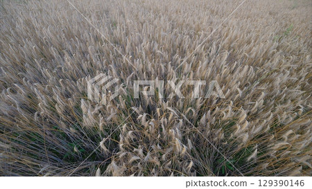 Stunning Aerial View of Expansive and Beautiful Tall Grass Fields Under a Clear Sky Stunning Aerial View of Expansive and Beautiful Tall Grass Fields Under a Clear Sky 129390146
