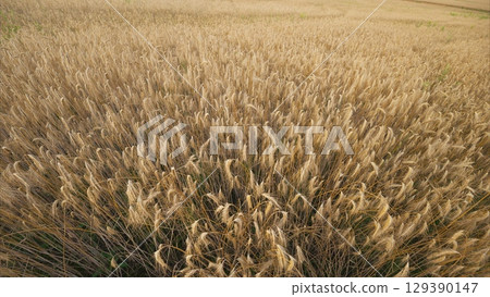 Golden Wheat Field in Late Summer, an idyllic scene of agriculture and natures beauty Golden Wheat Field in Late Summer, an idyllic scene of agriculture and natures beauty 129390147