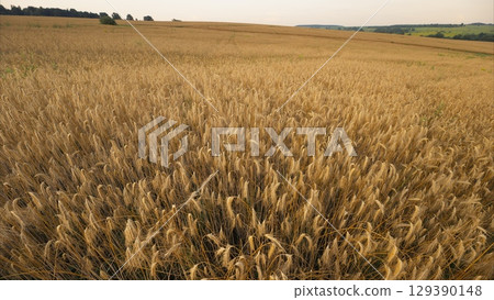 A Beautiful Golden Wheat Field Beneath a Soft and Serene Sky, Capturing Natures Wonders A Beautiful Golden Wheat Field Beneath a Soft and Serene Sky, Capturing Natures Wonders 129390148