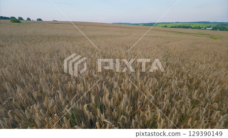 A vast golden meadow stretches endlessly under a bright blue sky, inviting tranquility 129390149