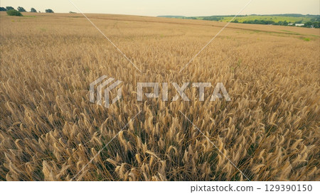 Stunning Golden Field Landscape Bathed in Beautiful Autumn Light Showcasing Natures Beauty Stunning Golden Field Landscape Bathed in Beautiful Autumn Light Showcasing Natures Beauty 129390150