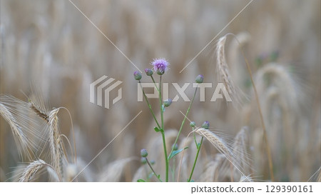 A Lonely Purple Flower Standing Out Gracefully Among the Golden Grains in the Field A Lonely Purple Flower Standing Out Gracefully Among the Golden Grains in the Field 129390161