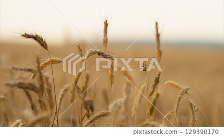 A Beautiful Golden Wheat Field at Dusk, Capturing the Essence of Rural Life and Natures Splendor 129390170