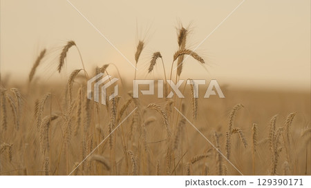 Golden Wheat Field at Dusk with Soft, Warm Light Glowing Gently in the Evening Sky 129390171