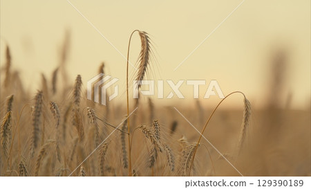 Golden Grains in a Serene Landscape at Beautiful Dusk, Enchanting the Eyes and Spirit 129390189