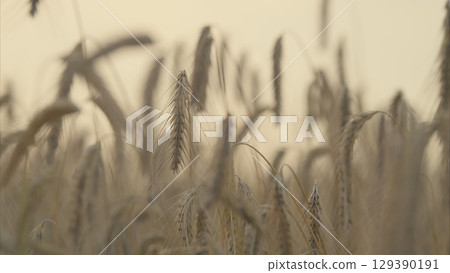 A Golden Wheat Field Bathed in Soft and Gentle Light of the Outdoors at Daybreak A Golden Wheat Field Bathed in Soft and Gentle Light of the Outdoors at Daybreak 129390191