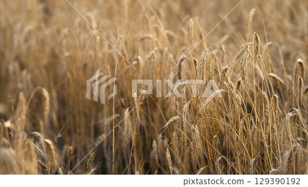 Golden Wheat Fields Bathed in Soft, Gentle Light That Captivates and Enchants the Eyes 129390192