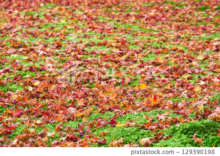 Beautiful fallen maples at Yusei Garden, Sanzen-in Temple, Ohara (Sakyo Ward, Kyoto City, Kyoto Prefecture) 129390198