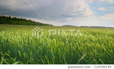 A Beautiful and Vibrant Green Field Spreading Out Beneath a Dramatic and Colorful Sky A Beautiful and Vibrant Green Field Spreading Out Beneath a Dramatic and Colorful Sky 129390199