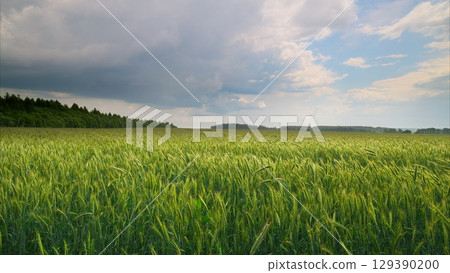 Lush Green Fields Spread Out Under a Dramatic Sky Filled with Rich, Fluffy Clouds Above 129390200