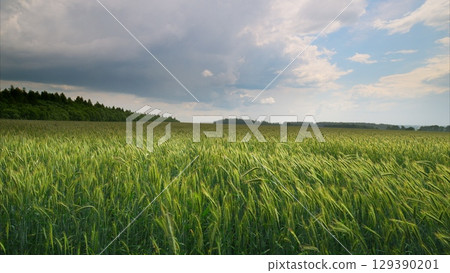 A Lush, Vibrant Green Field Spread Under a Dramatic and Beautiful Sky with Clouds A Lush, Vibrant Green Field Spread Under a Dramatic and Beautiful Sky with Clouds 129390201
