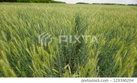 A Beautiful, Lush Green Wheat Field Stunningly Captivatingly Displayed Under Bright Daylight 129390204