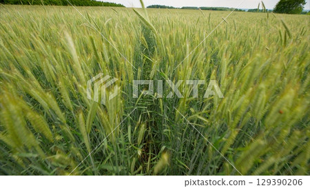 A vibrant, lush wheat field features a central pathway that invites exploration and admiration A vibrant, lush wheat field features a central pathway that invites exploration and admiration 129390206