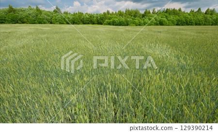 A Beautiful Lush Green Field Set Against a Dramatic Cloudy Sky, Evoking Tranquility 129390214