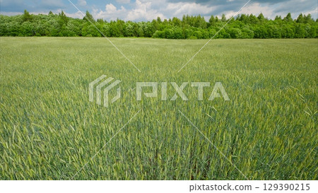 A lush green field under a blue sky with trees creates a captivating scene of tranquility 129390215
