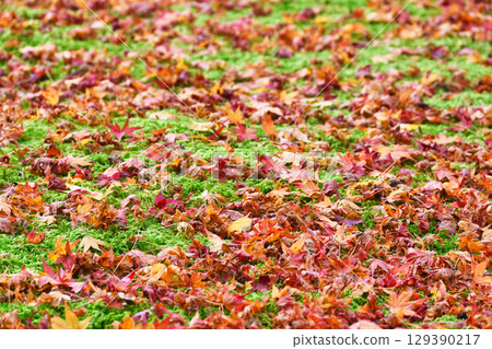 Beautiful fallen maples at Yusei Garden, Sanzen-in Temple, Ohara (Sakyo Ward, Kyoto City, Kyoto Prefecture) 129390217