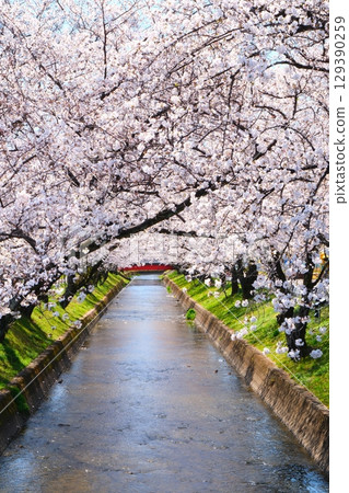 Cherry blossom trees in Gojo River 129390259