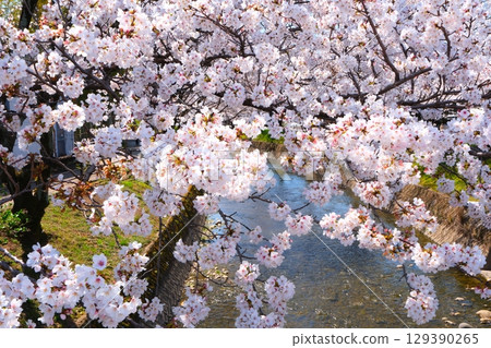 在Gojo河的櫻花樹 129390265
