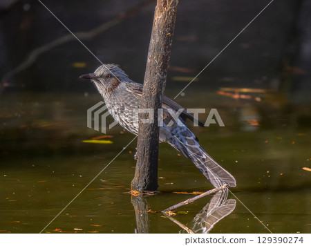 Waterside bulbul Waterside bulbul 129390274