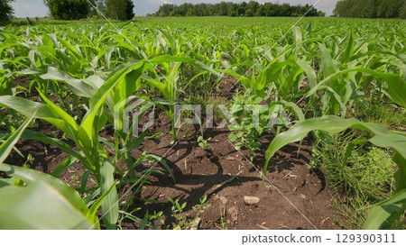 Lush cornfield in early growth, highlighting agricultural practices and biodiversity wonders 129390311