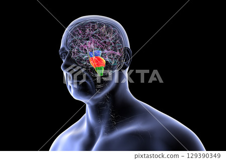 Brainstem highlighted in human brain, 3D illustration Brainstem highlighted in human brain, 3D illustration 129390349