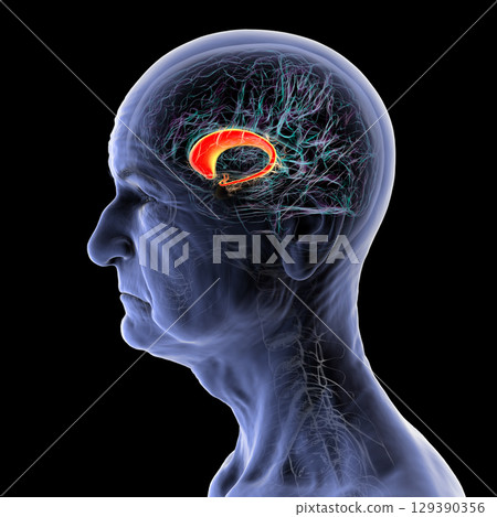 Caudate nucleus in human brain, 3D illustration Caudate nucleus in human brain, 3D illustration 129390356