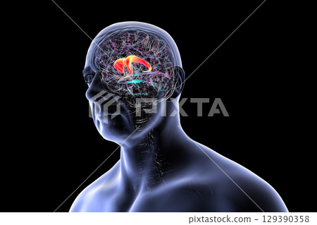 Caudate nucleus in human brain, 3D illustration Caudate nucleus in human brain, 3D illustration 129390358