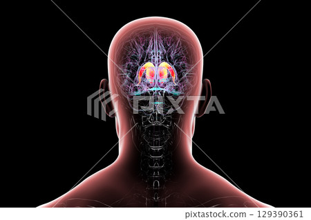 Caudate nucleus in human brain, 3D illustration 129390361