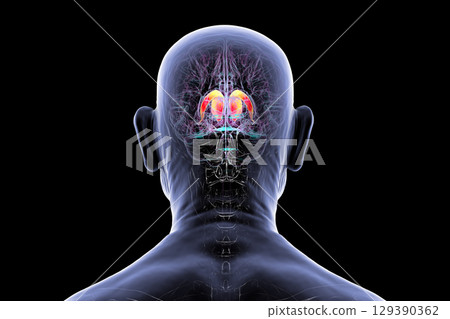 Caudate nucleus in human brain, 3D illustration 129390362