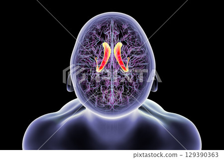 Caudate nucleus in human brain, 3D illustration Caudate nucleus in human brain, 3D illustration 129390363