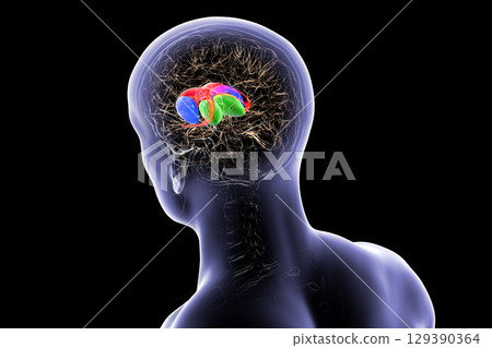 Basal ganglia in human brain, 3D illustration Basal ganglia in human brain, 3D illustration 129390364