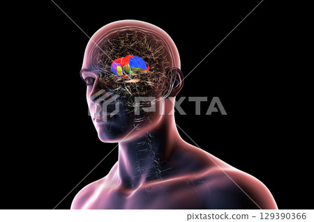 Basal ganglia in human brain, 3D illustration 129390366