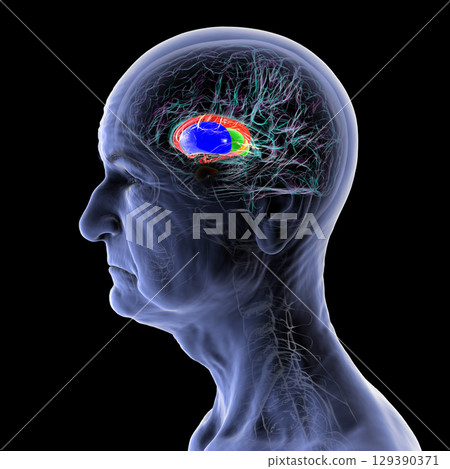 Basal ganglia in human brain, 3D illustration Basal ganglia in human brain, 3D illustration 129390371