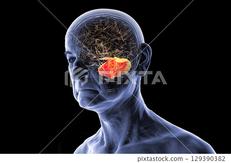 Human brain with highlighted cerebellum, 3D illustration Human brain with highlighted cerebellum, 3D illustration 129390382