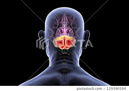 Human brain with highlighted cerebellum, 3D illustration 129390384