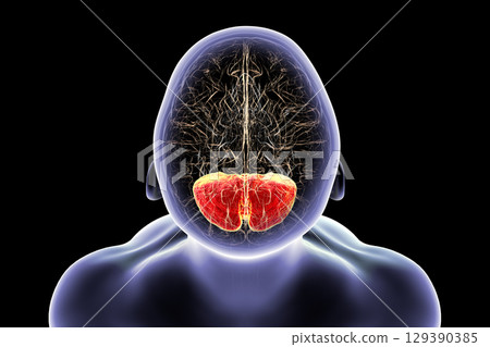Human brain with highlighted cerebellum, 3D illustration 129390385