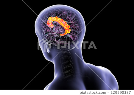Human brain highlighting the cingulate gyrus, 3D illustration Human brain highlighting the cingulate gyrus, 3D illustration 129390387