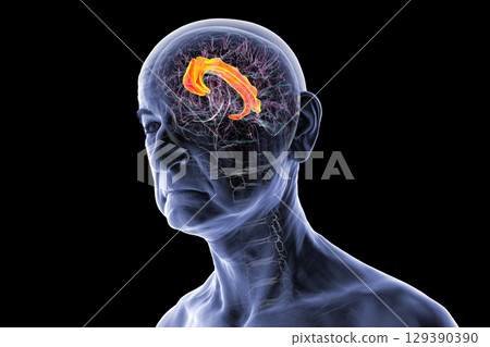 Human brain highlighting the cingulate gyrus, 3D illustration Human brain highlighting the cingulate gyrus, 3D illustration 129390390