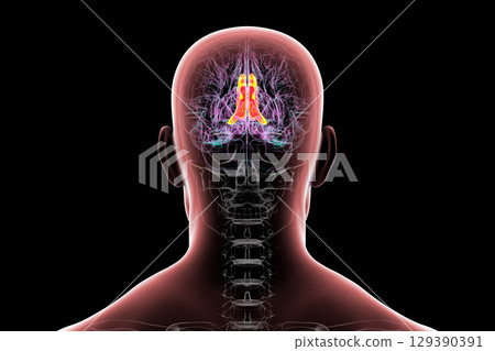 Human brain highlighting the cingulate gyrus, 3D illustration 129390391