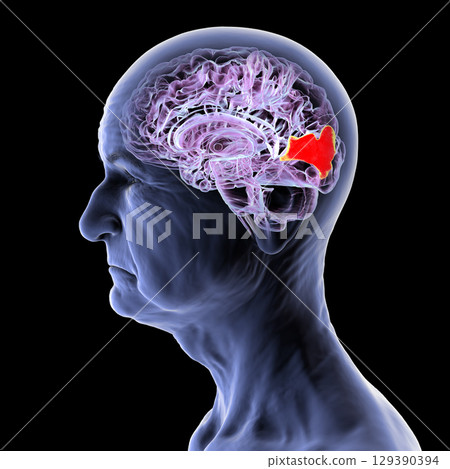 Cuneus gyrus highlighted in the brain of an elderly person, 3D illustration. 129390394