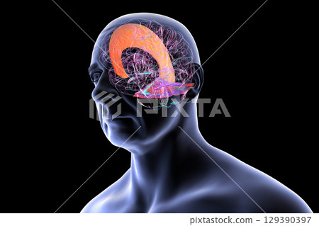 Falx cerebri and tentorium cerebelli, 3D illustration. 129390397