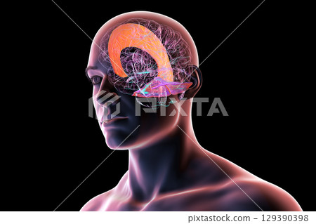 Falx cerebri and tentorium cerebelli, 3D illustration. 129390398